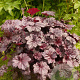 Heuchera 'Black Sea' GM P9