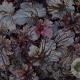 Heuchera 'Black Sea' GM P9