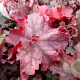 Heuchera 'Can Can' GM P9