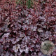 Heuchera 'Can Can' GM P9