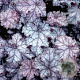 Heuchera 'Can Can' GM P9