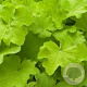Heuchera 'Citronelle' GM P9