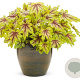 Heucherella 'Eye Spy' GM P9