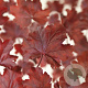 Heuchera 'Fire Chief' GM P9