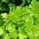 Heuchera 'Lime Rickey' GM P9
