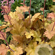 Heuchera 'Marmalade' GM P9