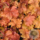 Heuchera 'Marmalade' GM P9