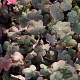 Heuchera 'Mocha' GM P9