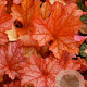 Heuchera 'Paprika' GM P9