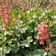 Heuchera 'Pluie de Feu' GM P9