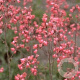 Heuchera 'Pluie de Feu' GM P9