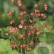 Heuchera 'Pluie de Feu' GM P9