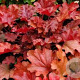 Heuchera 'Peach Flambé' GM P9