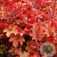 Heuchera 'Peach Flambé' GM P9