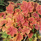 Heuchera 'Tiramisu' GM P9