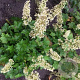 Heuchera villosa 'Chantilly' GM P9