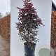 Loropetalum c. 'Fire Dance' 250-300 cm container Parasol