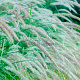 Pennisetum or. 'Fairy Tails' GM P9