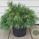 Pinus strobus 250-300 cm draadkluit solitair