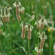Plantago lanceolata GM P9