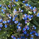 Pulmonaria 'Benediction' GM P9