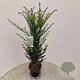 Taxus baccata 80-85 cm 4,5L