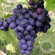 Vitis 'Dornfelder' 80-100 cm rozenpot 2L
