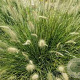 Pennisetum al. 'Little Bunny' GM P9