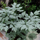 Actaea pachypoda Misty Blue GM P9