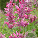 Agastache mex. 'Red Fortune' GM P9