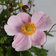 Anemone hyb. 'Richard Ahrens' GM P9