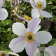 Anemone Wild Swan GM P9