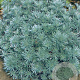 Artemisia schmidt. 'Nana' GM P9