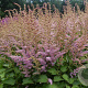 Astilbe c. 'Finale' GM P9