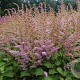 Astilbe c. 'Finale' GM P9