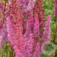 Astilbe c. 'Superba' GM P9