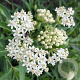 Asclepias inc. 'Ice Ballet' GM P9