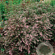 Aster l. 'Horizontalis' GM P9