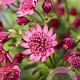 Astrantia m. Cerise Button GM P9
