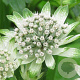 Astrantia maj. 'Star of Billion' GM P9