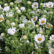 Aster n.-a. 'Herbstschnee' GM P9
