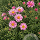 Aster n.-a. 'Harrington's Pink' GM P9