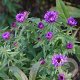 Aster n.-a. 'Purple Dome' GM P9
