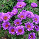 Aster n.-a. 'Purple Dome' GM P9