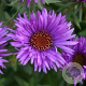 Aster n.-a. 'Purple Dome' GM P9