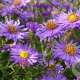 Aster n.-b. 'Dauerblau' GM P9