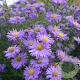 Aster n.-b. 'Dauerblau' GM P9