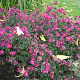 Aster n.-b. 'Royal Ruby' GM P9