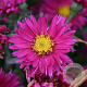 Aster n.-b. 'Royal Ruby' GM P9