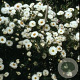 Aster n.-b. 'White Ladies' GM P9